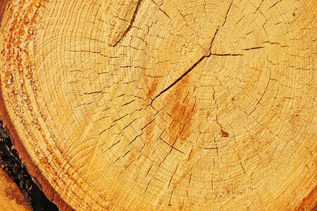 A sawn end of pine log with amber-colored drops of resin
