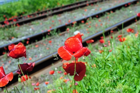 Wild red poppies near railway   Nature and industry  concept の写真素材