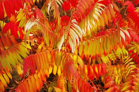 Branches of Staghorn Sumac tree with varicolored leaves