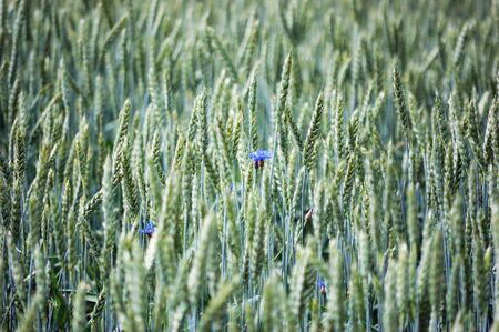 Blue cornflowers growing in a field of ripening rye. May be used as natural background.