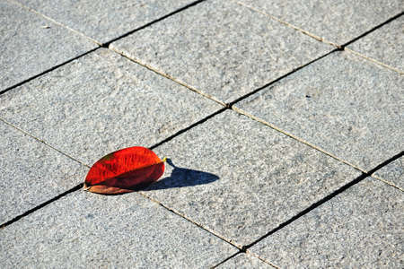 Flagstone pavement with reddened beech leaf lit by morning sunlightの写真素材
