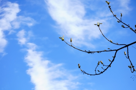 Tree branch with the very first leaves and buds against a cloudy blue skyの写真素材