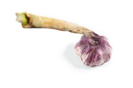 Garlic bulb with long stalk isolated on white backgroundの写真素材