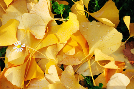 Yellow ginkgo leaves after rain in the evening lightの写真素材