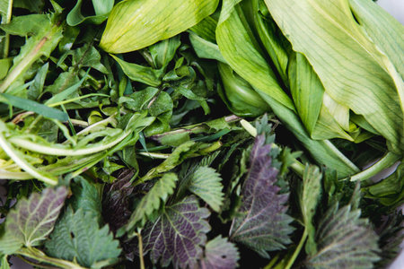 Close up of a fresh raw greensの写真素材