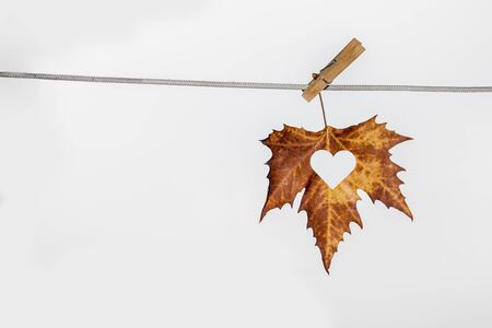 Yellow autumn leaf hanging on a clamp on the white background