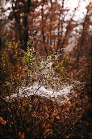 Spider web on a branches in a forest on an autumn dayの写真素材