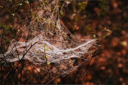 Spider web on a branches in a forest on an autumn dayの写真素材