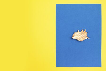 Orange seashell on a blue and yellow backgroundの写真素材