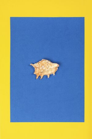 Orange seashell on a blue and yellow backgroundの写真素材