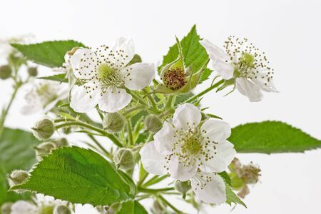 Blackberry blossoms and leaves on light backgroundの写真素材