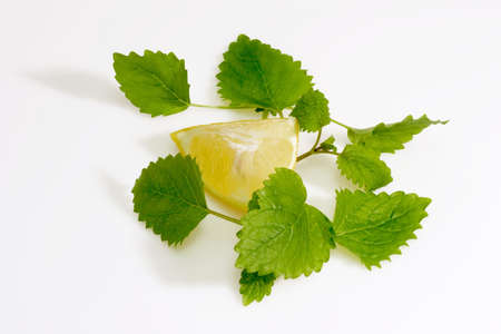 Lemon balm leaves with lemon slice on light backgroundの写真素材