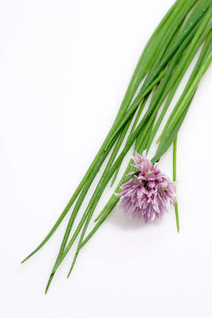 Fresh Chive on white Backgroundの写真素材
