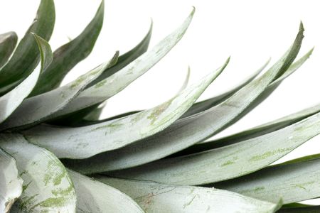 Close up of pineapple leafs on bright backgroundの写真素材