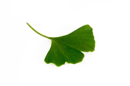 Ginkgo biloba leaf on bright background. の写真素材