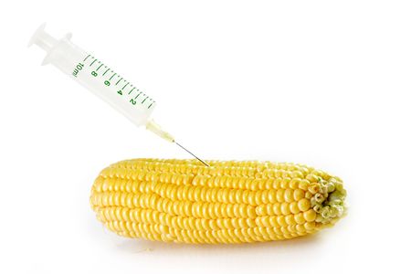 Corn crop with syringe on bright backgroundの写真素材