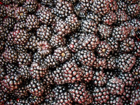 Fresh blackberries as background. Shoot in studio