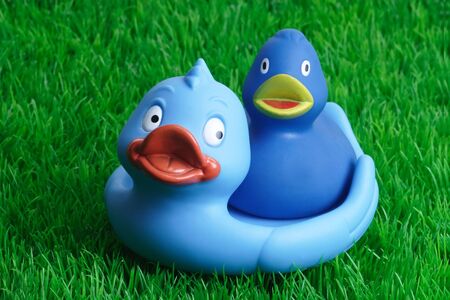 Blue rubber ducks bath toy on grass backgroundの写真素材