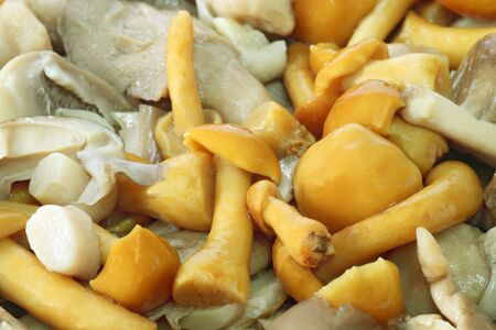 Variety mushrooms ready to be cookedの写真素材