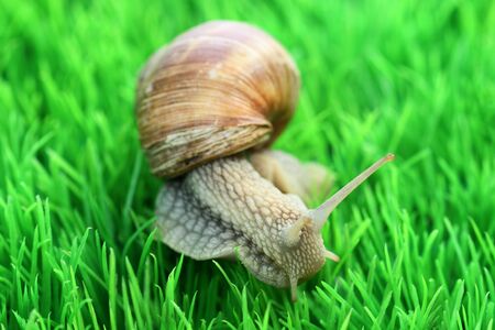 Snail with shell on green backgroundの写真素材