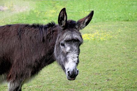 Donkey on a green grass backgroundの写真素材