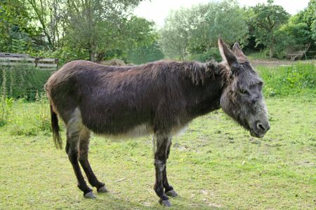 Donkey on a green grass background
