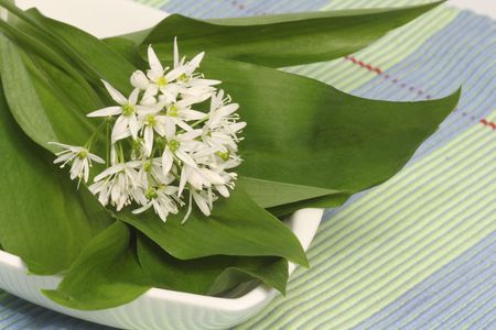 Fresh wild garlic herbs on beautiful dishwareの写真素材
