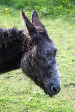 Donkey on a green grass backgroundの写真素材