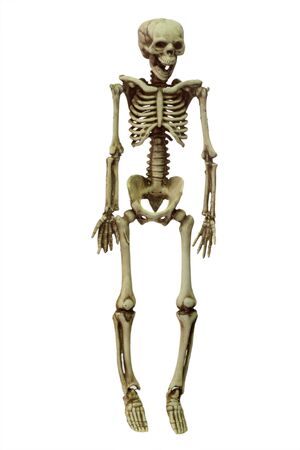 Halloween skeleton on white background
の写真素材