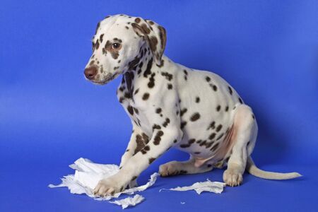 Dalmation puppy on blue background. Shot in studio.の写真素材