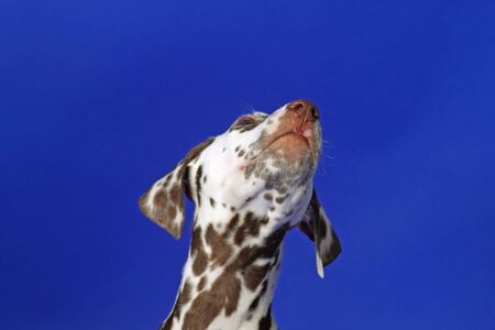 Dalmation puppy on blue background. Shot in studio.の写真素材