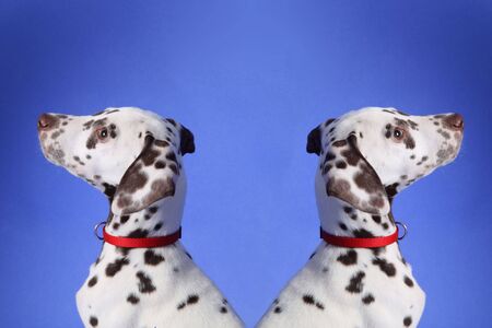 Dalmation puppy on blue background. Shot in studio.