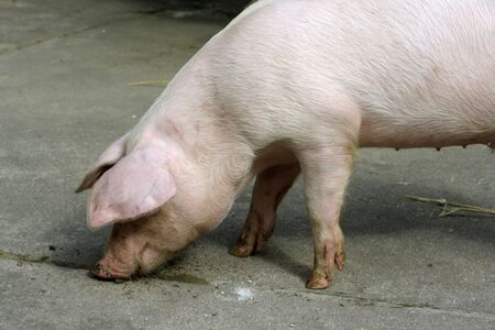 Loose young pig on a farm. Shot outdoorの写真素材