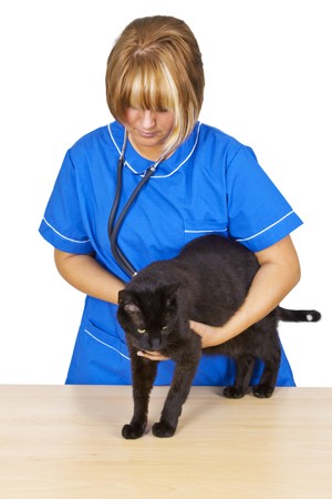 Young emale  veterinary doctor with black tomcat on white backgroundの写真素材