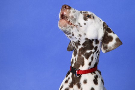 Dalmation puppy on blue background. Shot in studio.の写真素材