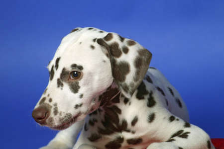 Dalmation puppy on blue background. Shot in studio.の写真素材