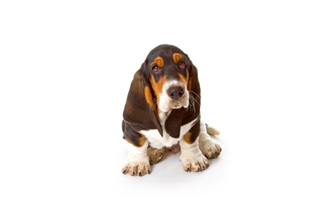 Cute basset puppy on white background - studio shot.の写真素材