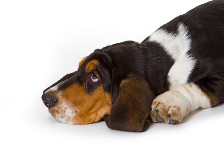 Cute basset puppy on white background - studio shot.