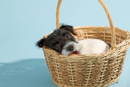 Parson Jack Russell Terrier puppy on blue background