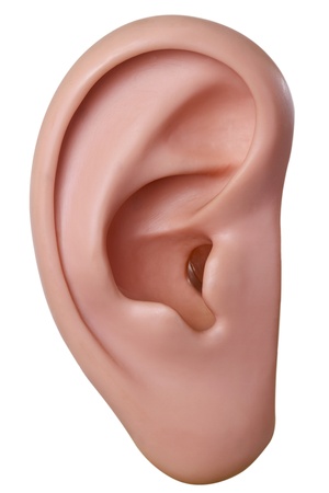 Human ear model - isolated on white backgroundの写真素材