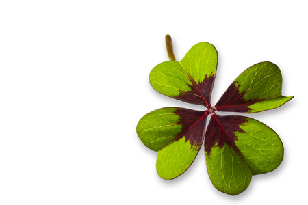 Four Leaf Clover isolated on white background