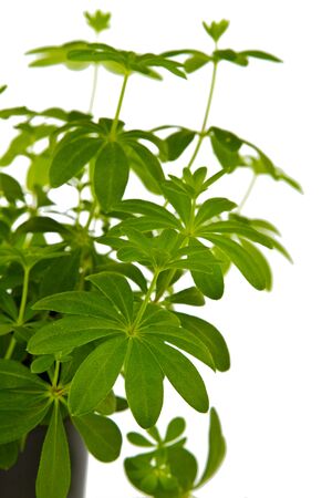Woodruff herbs in detail on bright backgroundの写真素材