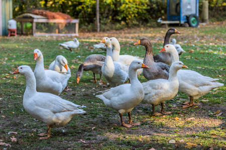 Geese in outdoor enclosureの写真素材