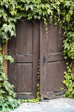Alte Holzt?r mit Efeu im Sommer, Hessen Germanyの写真素材
