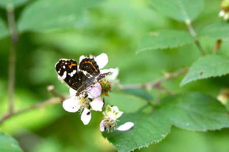 Beautiful butterfly on a flower blossom in summerの写真素材