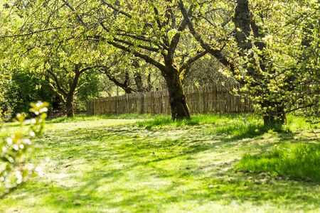Garden with old fruit trees and wooden fenceの写真素材