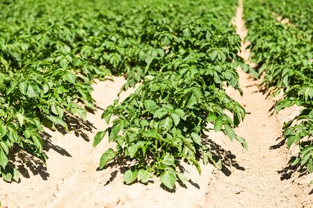 Rows of potato plants in field on countryside