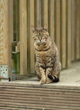 Brown mackerel cat sitting on wooden terace