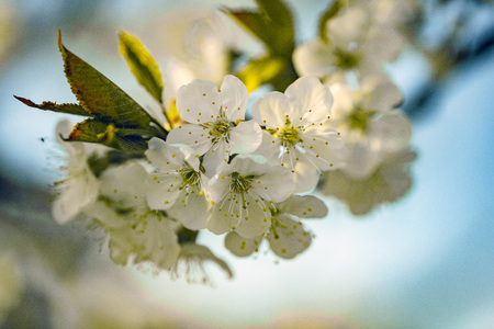 Beautiful white cherry blossom in detail in Springtime