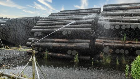 Tree trunks are sprayed with water using a spray system の写真素材